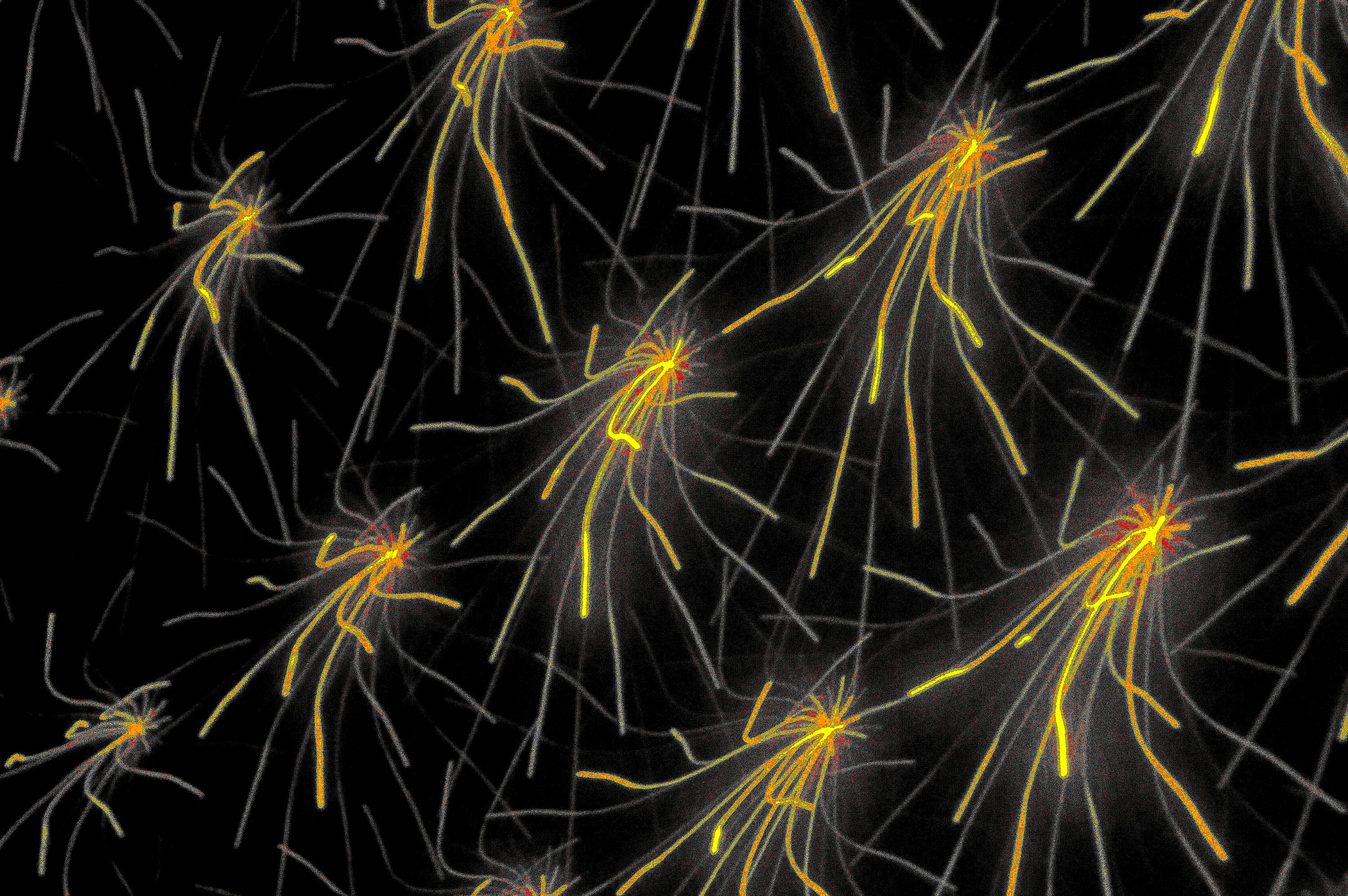 NEURAL IMPULSE Digital Art for Download