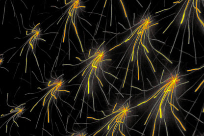 NEURAL IMPULSE Digital Art for Download