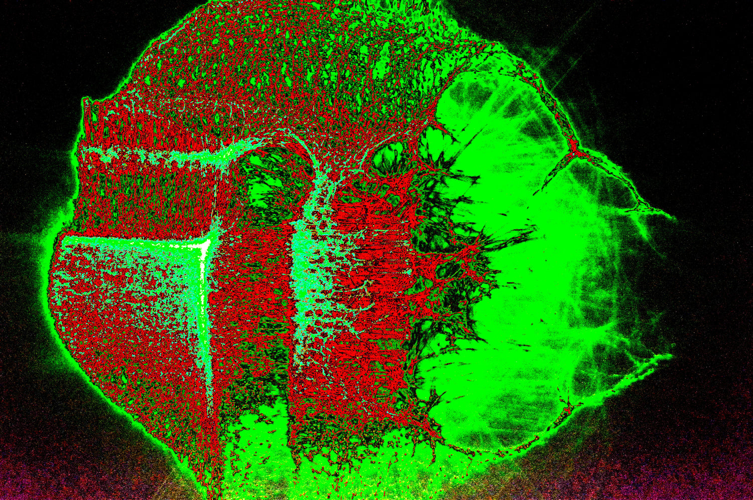 digitale Kunst TOXIC BLOOM
