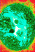 NEON CELL UNIVERSUM — Kunst Digital