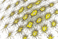 SPORE FIELD — Premium Kunstprint