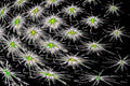 DARK SPORE — Premium Kunstprint
