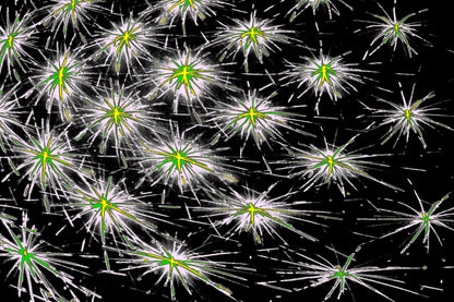 digitale Kunst DARK SPORE