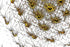 digitale Kunst Download organisierte Netzstrukturen