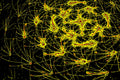 NEON NETWORK — Premium Kunstprint
