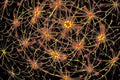 KOSMISCHE NEURONEN — digitaler-download