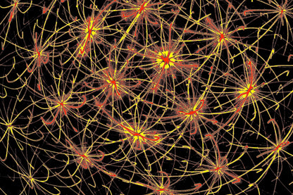 KOSMISCHE NEURONEN — digitaler-download