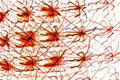 ROTE NEURONEN – Feine rote Neuronen-Äste und organische Strukturen auf weißem Hintergrund