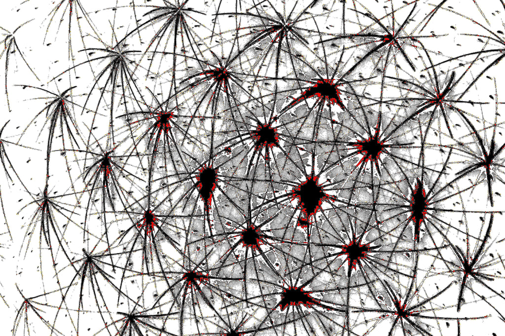 NEURAL WEB — Premium Digitaler Download
