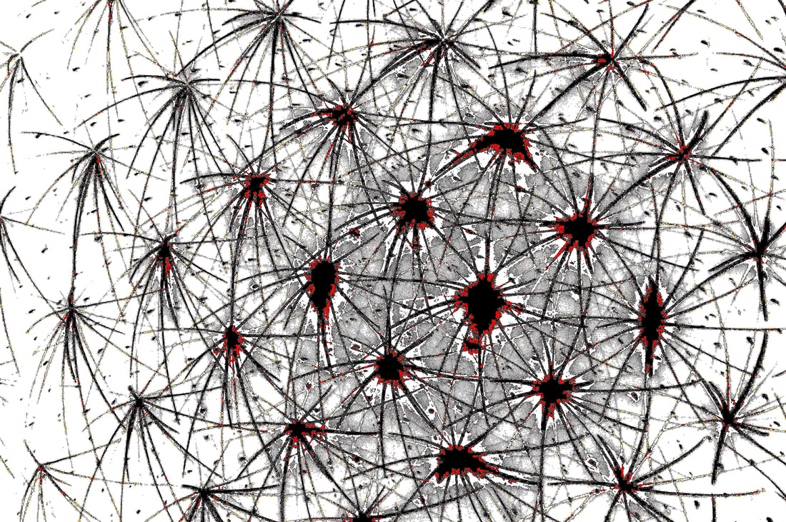 NEURAL WEB — Premium Digitaler Download