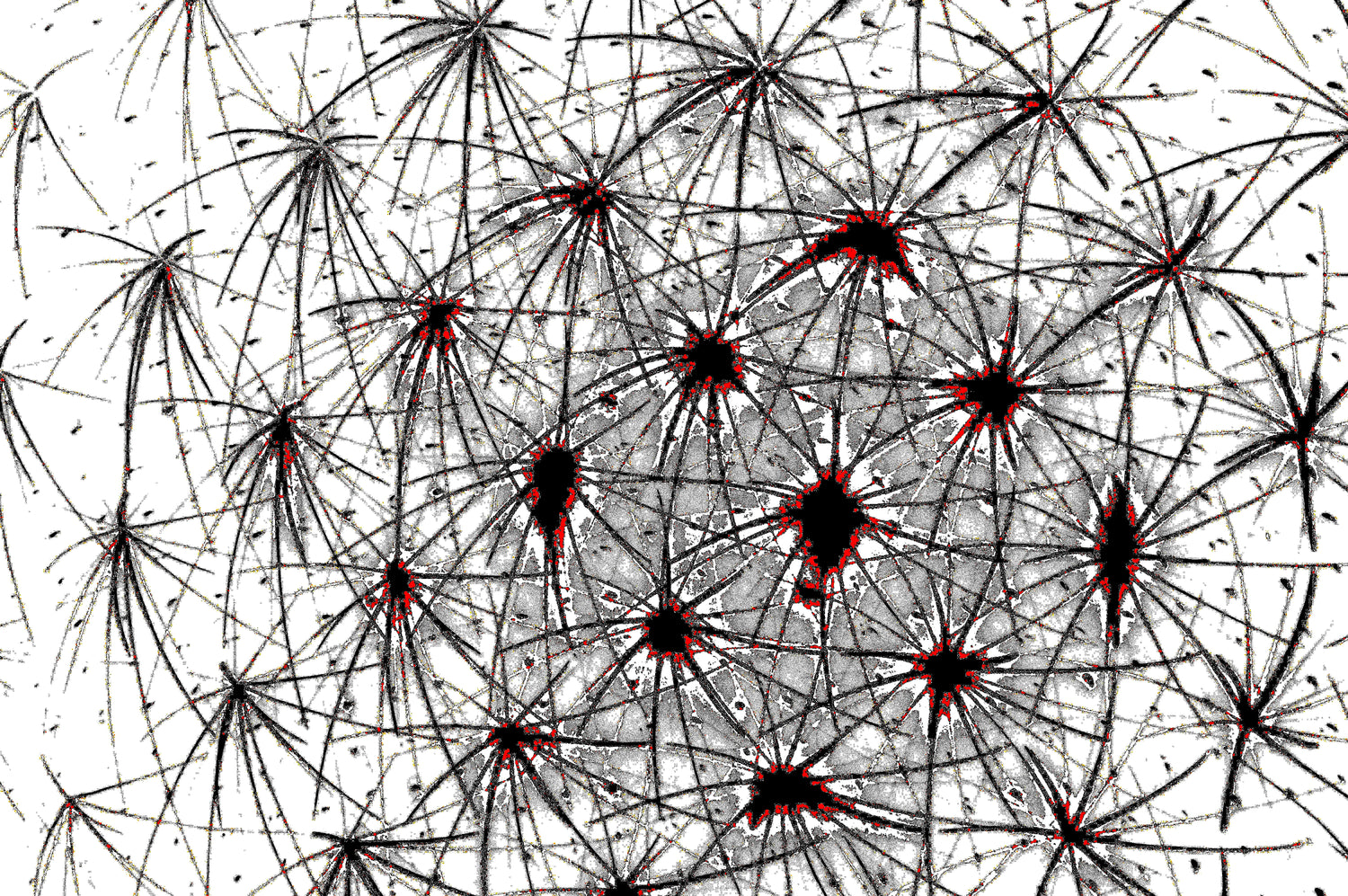 NEURAL WEB — Premium Digitaler Download