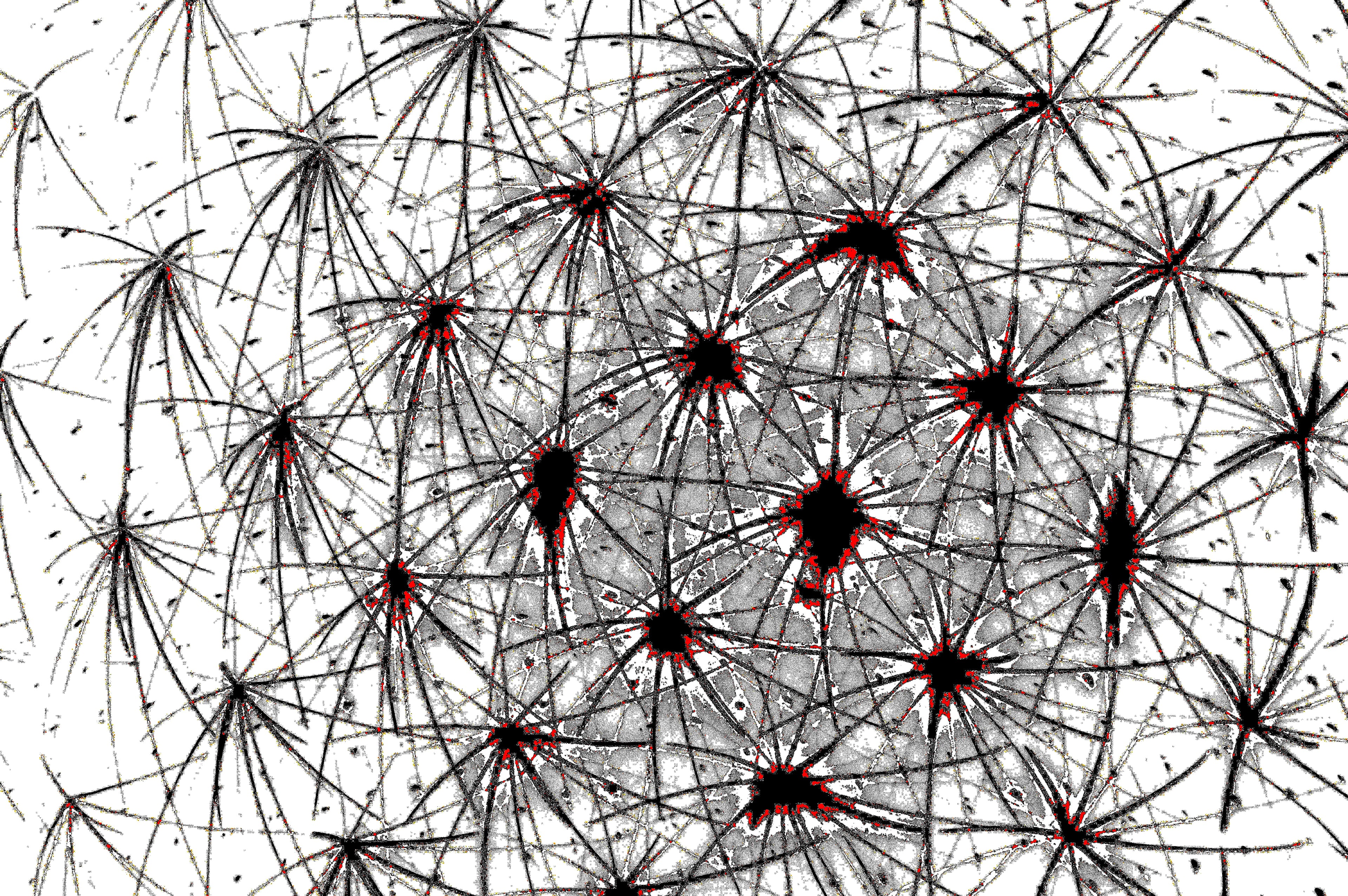 NEURAL WEB — Premium Digitaler Download