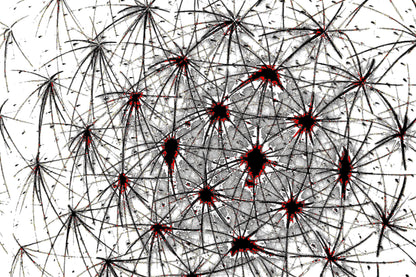 NEURAL WEB — Premium Digitaler Download