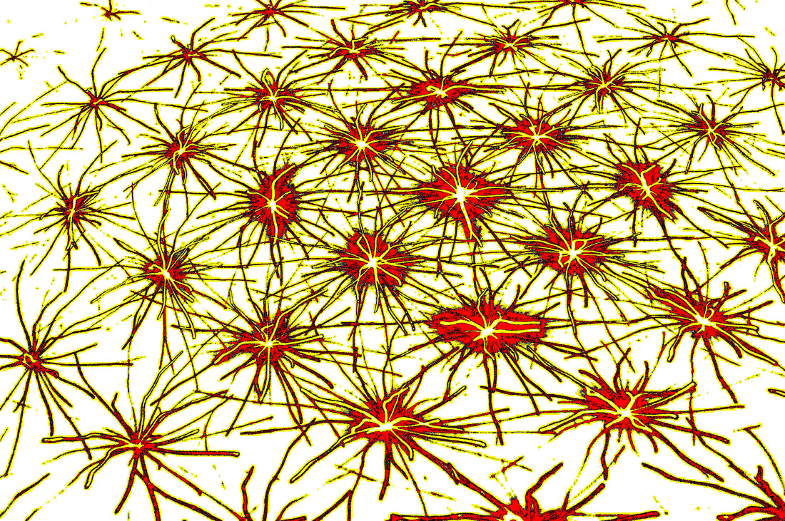 Neural Sparks— Premium Digitaler Download