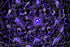 COSMIC PULSE WEB — Premium Digitaler Download