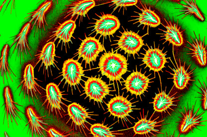 BIOLUMINESZENTE SPORE — Premium Digitaler Download