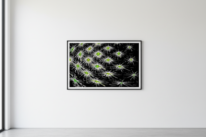 digitale Kunst DARK SPORE